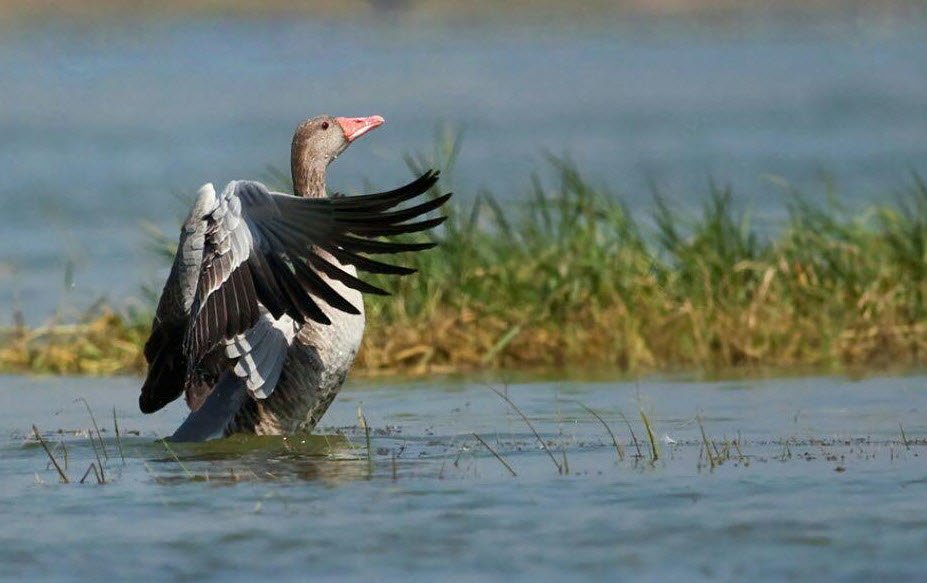 Kanwarjheel Wildlife Sanctuary, Begusarai, Bihar - Vushii.com
